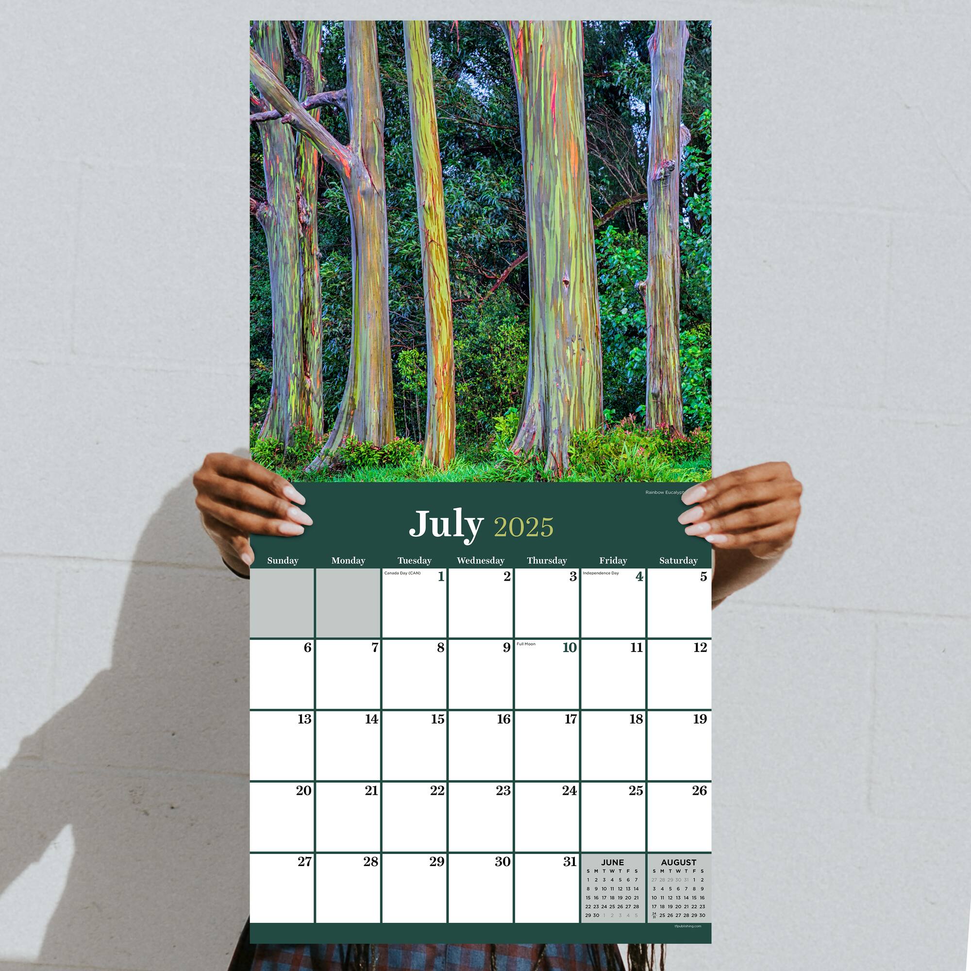 TF Publishing 2025 Trees Wall Calendar